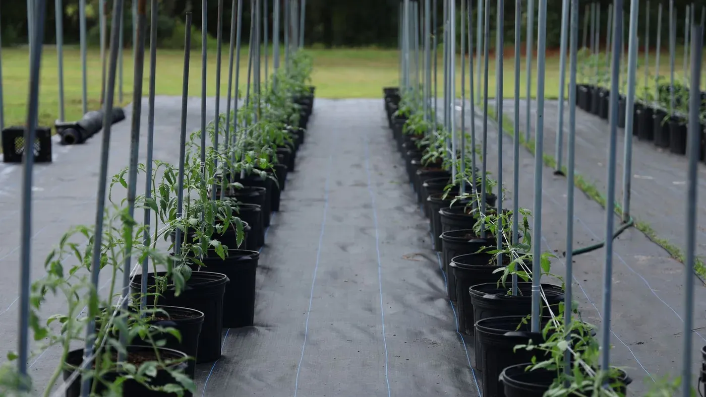 Tomatplantor uppbundna på rad i ett växthus