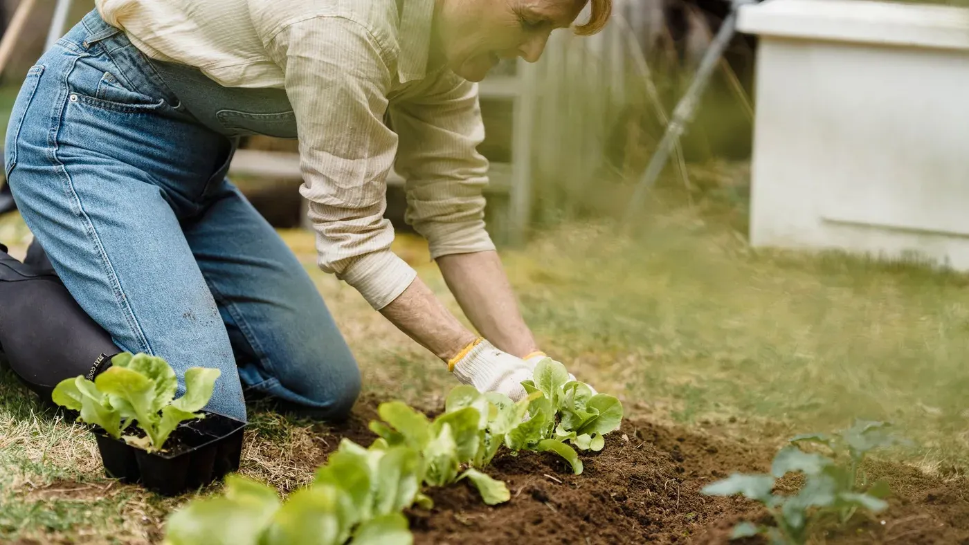 Plantering av smaplantor i en pallkrage