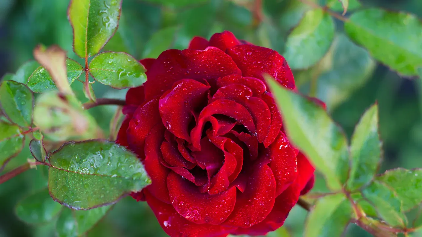 Rosbuske i full blom i en rabatt