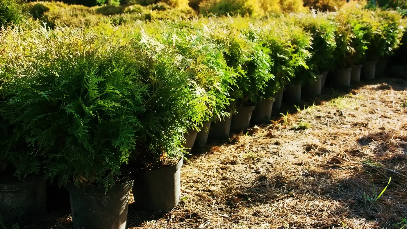 Häckplantor i ett planteringsdike