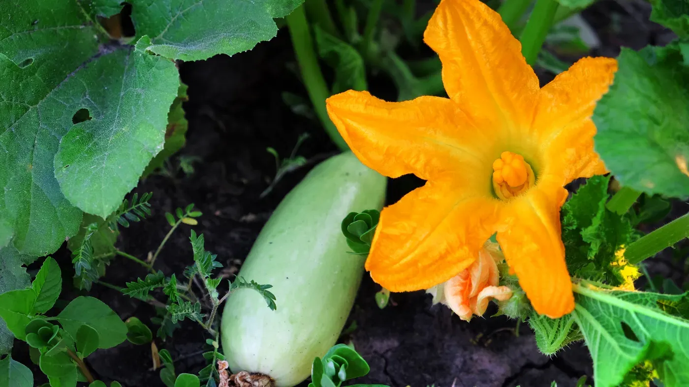 Squashplanta med han- och honblommor