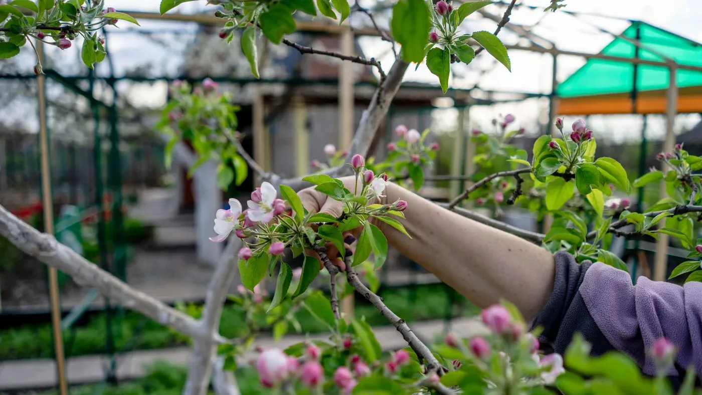 Beskärning av en körsbärsgren på sommaren