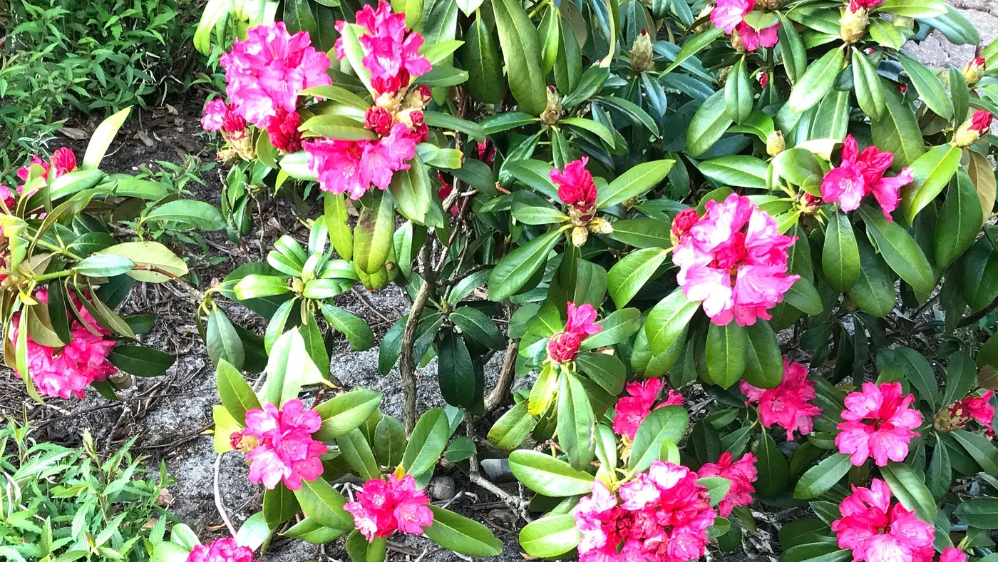Barkmull runt en rhododendron