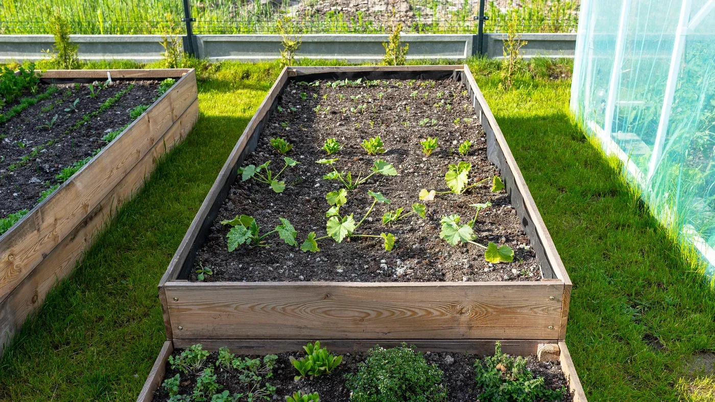 Växthus med odlingsbord fyllda av plantor